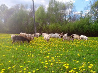 наше поголовье коз на вольном выпасе